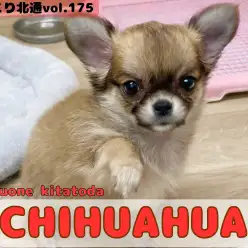 【 ほっこり北通vol.175 】手乗りサイズのロングコートチワワが戸田市に登場