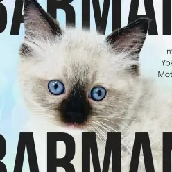 【 バーマン 】横浜元町で出会う神秘の猫は、理想的なファミリーキャットでした!