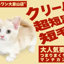 【 マンチカン 】コミカルな動きと温かな毛色の短足王子様は究極の甘えん坊!