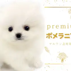 【 ポメラニアン 】手乗りサイズのプレミアムポメラニアンが東京都板橋区に降臨！