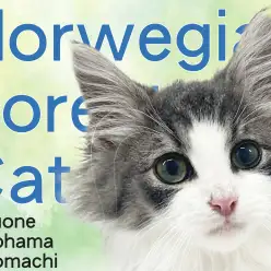 【 ノルウェージャンフォレストキャット 】横浜元町に美しすぎるノルちゃん登場！