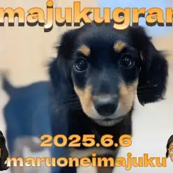 【 イマジュクグラム 】遊び上手な目ヂカラ最強のダックスフントちゃま最新情報!