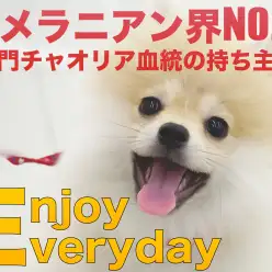 【 ポメラニアン 】ポメラニアン界NO.1！名門チャオリア血統の持ち主！