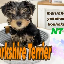 【 ヨークシャーテリア 】神秘的なシルキーコート！むっちりボディの女の子