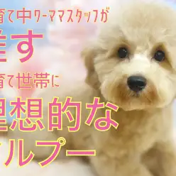 【 MIX 】ワーママスタッフが推す子育て世帯に理想的なマルプーちゃん！