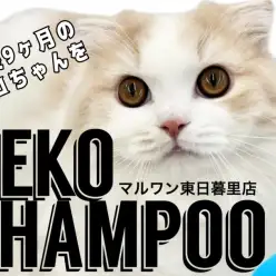 【 猫シャンプー 】生後9ヵ月の長毛スコちゃんを猫美容のプロがビフォーアフター！