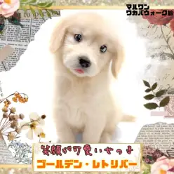 【 ゴールデンレトリバー 】笑顔が可愛いすぎる！明るい性格の女の子