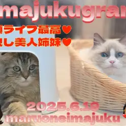 【 イマジュクグラム 】多頭もヘソ天抱っこもできる甘え上手なラグドールちゃま!