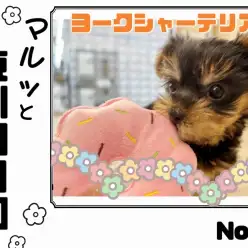 【 マルっと東川口日和No.19 】片手に収まるコンパクトサイズヨーキー！