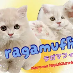【 ラガマフィン 】優しさ溢れるクリームカラー！おっとりまったり癒し系キャット！