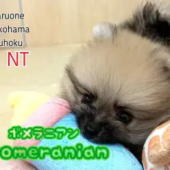 【 ポメラニアン 】マズル極短！毛量たっぷり！ショートボディのたぬきポメ