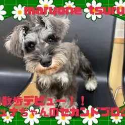 【 ミニチュア・シュナウザー 】ワクチン接種が終わり、遂にお散歩デビュー！