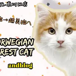 【 ノルウェージャンフォレストキャット 】生後4ヶ月!美しさと魅力がさらに深まる
