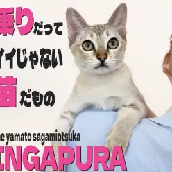 【 シンガプーラ 】肩乗りニャンコを目指す超甘えん坊王子！生後5ヶ月の愛の記録