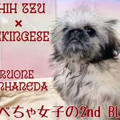 【 MIX 】ムチャかわ鼻ぺちゃ女子・シーペキちゃんの生後100日経過レポート！