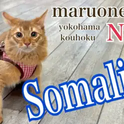 【 ソマリ 】愛情たっぷり育てた美麗猫ソマリの成長記録、飼いやすさもご紹介！