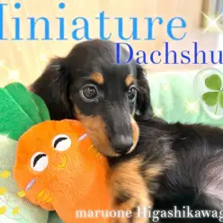 【 ミニチュアダックスフント 】超美形！女の子らしさ全開のブラタンダックスの登場
