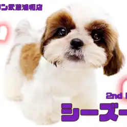 【 シーズー 】究極の癒し系！抜け毛少なめのゴールド＆ホワイトカラーの女の子