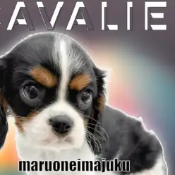 【 キャバリア 】白黒模様の癒し系！トライカラーの温厚男子が聖地に降臨！