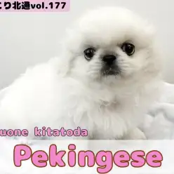 【 ほっこり北通vol.177 】戸田市に小さなライオン入店！ペキニーズの女の子