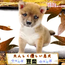 【 豆柴 】落ち着きのある優しい性格の小さな男の子