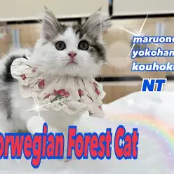 【 ノルウェージャン 】順応性バッチリ!生後85日のおおらか美男子