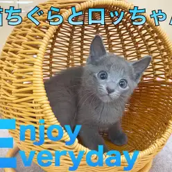 【 ロシアンブルー 】ロッちゃんの隠れ家!猫ちぐらをプレゼント!