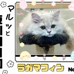 【 マルっと東川口日和No.33 】お手入れ中も可愛さ全開なラガちゃんにご注目！