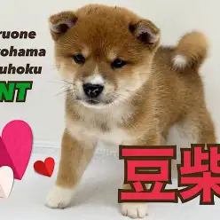 【 豆柴 】凛々しさと可愛さを兼ね備えた和犬代表！豆柴の男の子