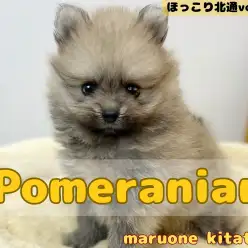 【 ほっこり北通vol.167 】埼玉県戸田市に最強に可愛いたぬき顔ポメ現る！