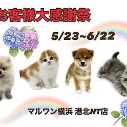 【 お客様大感謝祭開催中 】ワンニャンとの素敵な出会いは港北NT店で！