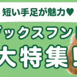 【 ダックスフント特集 】6/12現在在店中の短足DOG！最新動画は必見！