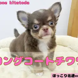【 ほっこり北通vol.170 】小さめチワワ入店！！