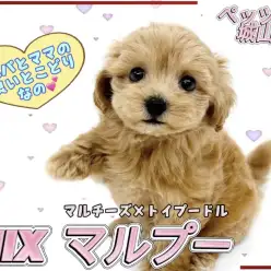 【 MIX 】「会いに来ないと後悔します」と言いたくなる可愛いマルプーです！
