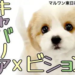 【 キャバション 】争奪戦必至！プレミアムフェイスのプリンセスが東京都に降臨！