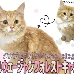 【 ノルウェージャンフォレストキャット 】猫好きさん必見！ツンデレ美猫ノルちゃん
