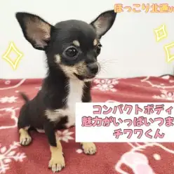 【 ほっこり北通vol.168 】小さな勇者、元気いっぱいのチワワくん！