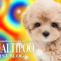 【 マルプー 】カットスタイル無限大！ぬいぐるみを超えた超キュートなプリンセス！