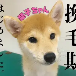 【 柴犬 】夏の風物詩！！ごっそり換毛期、はじめました。