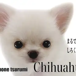 【 チワワ 】まるでしろくまさん！小さめボディのクリームカラーの男の子！！