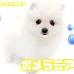 【 ポメラニアン 】毛量たっぷり！たぬき顔が可愛いクリームカラーの男の子