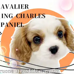 【 キャバリア 】唯一無二の模様に注目！これぞ究極の愛され顔わんこ