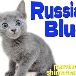 【 ロシアンブルー 】大きな瞳と好奇心旺盛な性格！ブルーの被毛が美しい男の子！