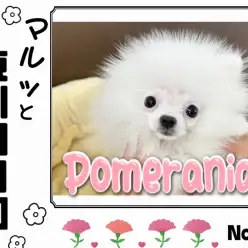 【 マルっと東川口日和No.38 】今しか見れないポメちゃんの特別な時期