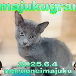 【 イマジュクグラム 】生後4ヶ月のロシアンブルーの男の子！最新動画を大公開！