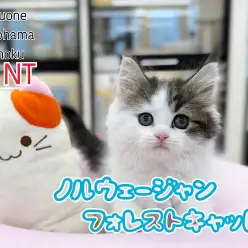 【 ノルウェージャン 】牛柄模様が愛らしい元気な男の子が横浜港北NT店に登場!