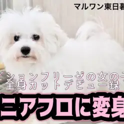 【 ビションフリーゼ 】初の全身トリミングでミニアフロデビュー！