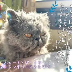 【 ファーストパートナー 】マルワン東川口店スタッフ渡邉の愛猫物語！