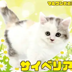 【 サイベリアン 】優しいパステルカラーが魅力の女の子が埼玉県さいたま市に登場