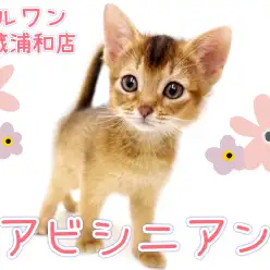 【 アビシニアン 】可愛さとカッコよさを併せ持つ甘えん坊で賢い美猫が埼玉に登場